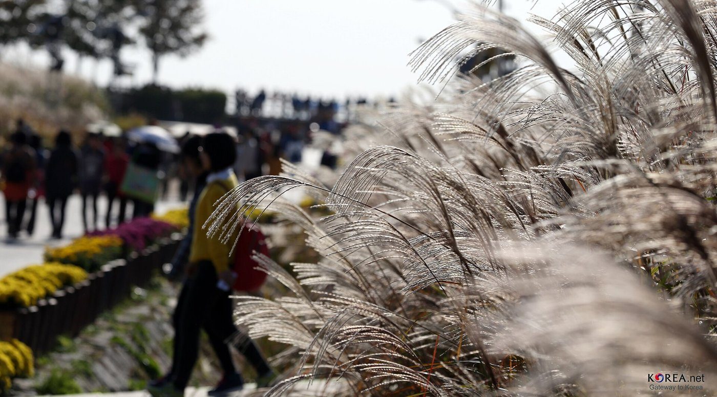 Silver grass at Haneul Park in late October